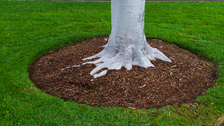 mulch around a tree