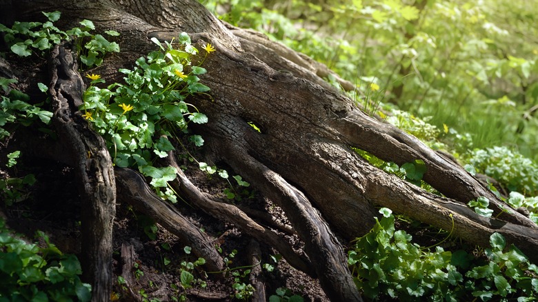 tree roots