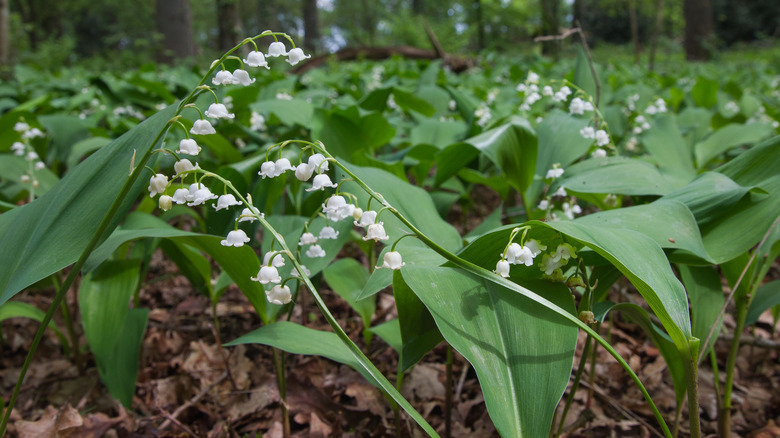 lily of the valley under trees