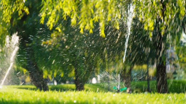 watering trees and plants