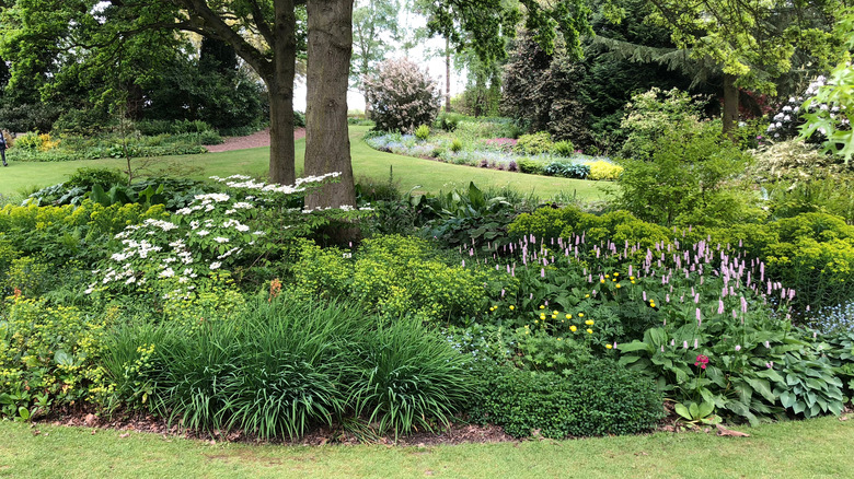 shade-loving plants