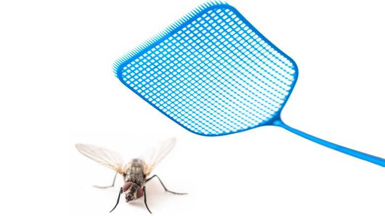 Cluster fly with flyswatter