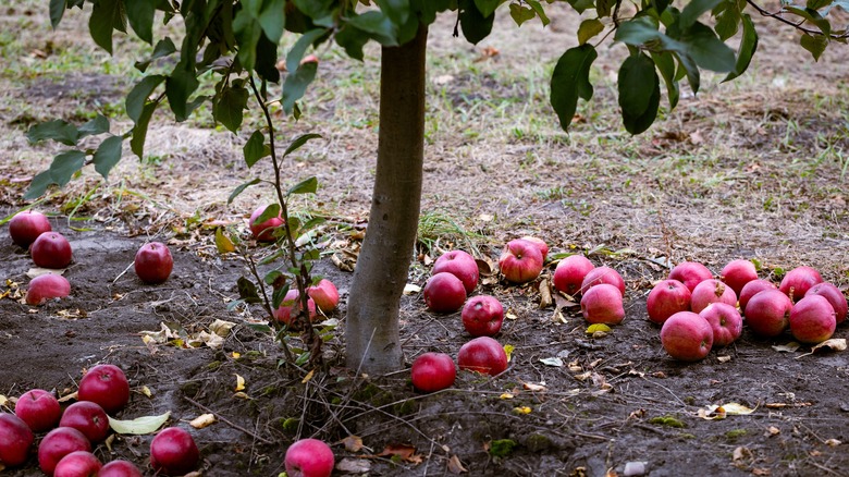 apples on ground