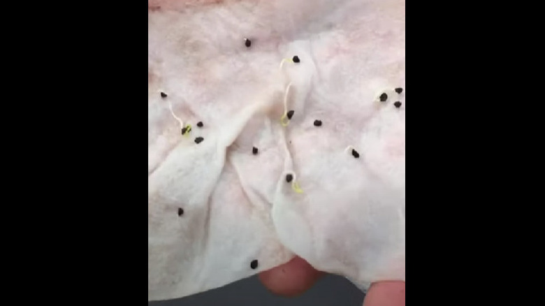 Seeds spread over a damp paper towel