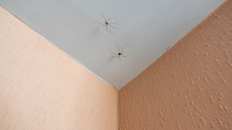 Two spiders on a ceiling