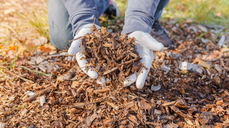 wood chips in hand