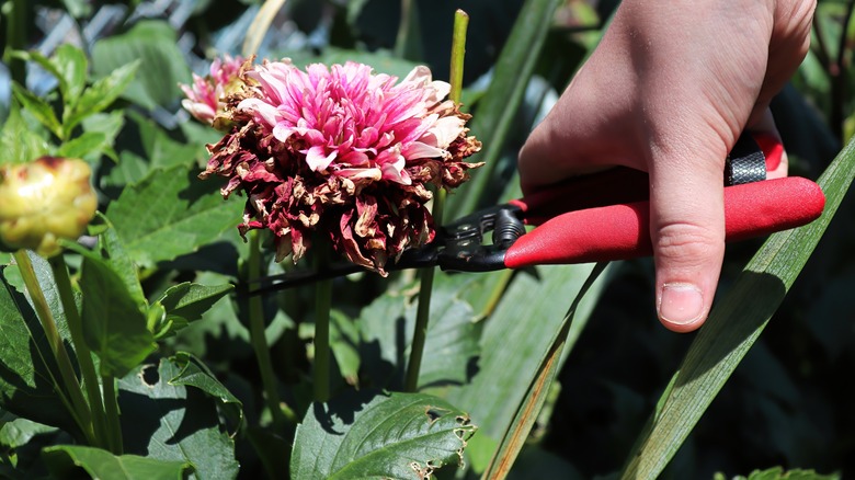 cutting pink dahlia flower 