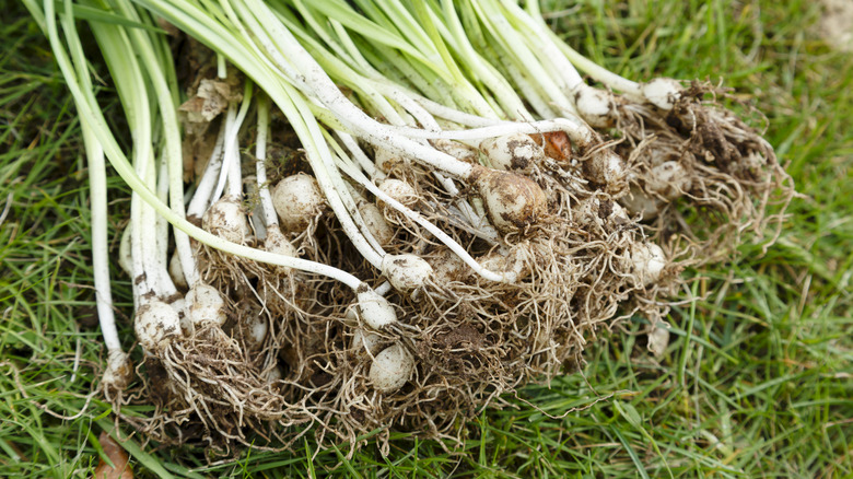 roots and bulbs of perennials