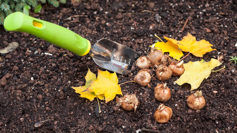 crocus bulbs with gardening shovel