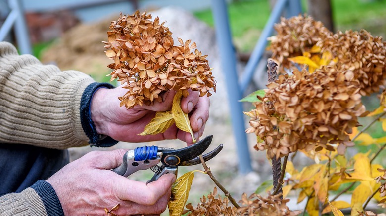 cutting dried hydrangea plant