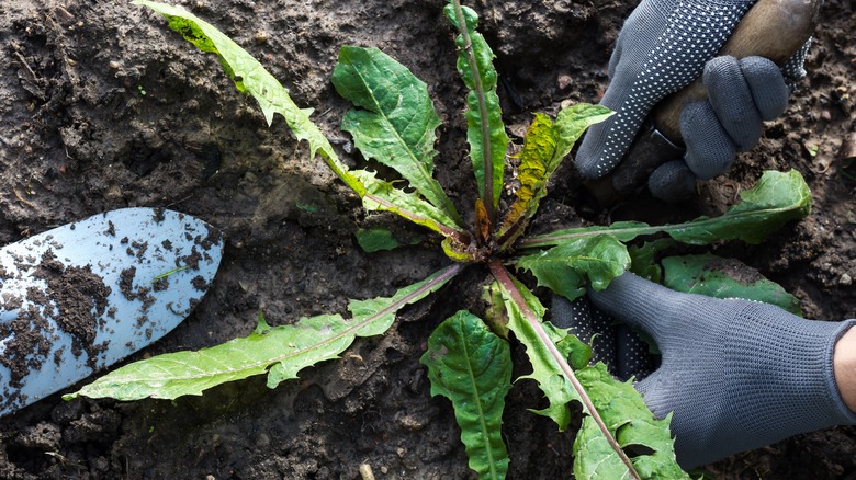 person digging up weed