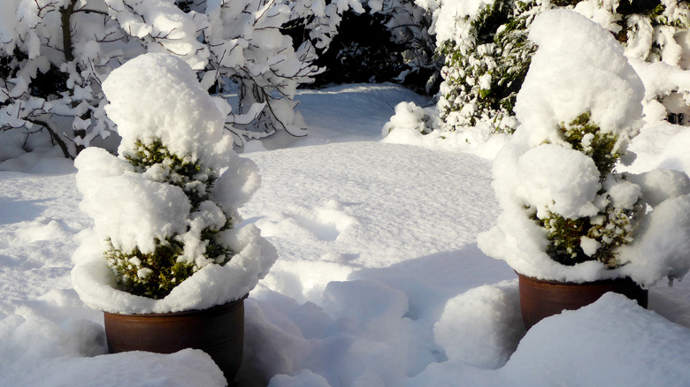 shrubs covered in snow