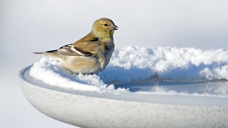 A bird sits at the edge of a heated birdbath in winter.