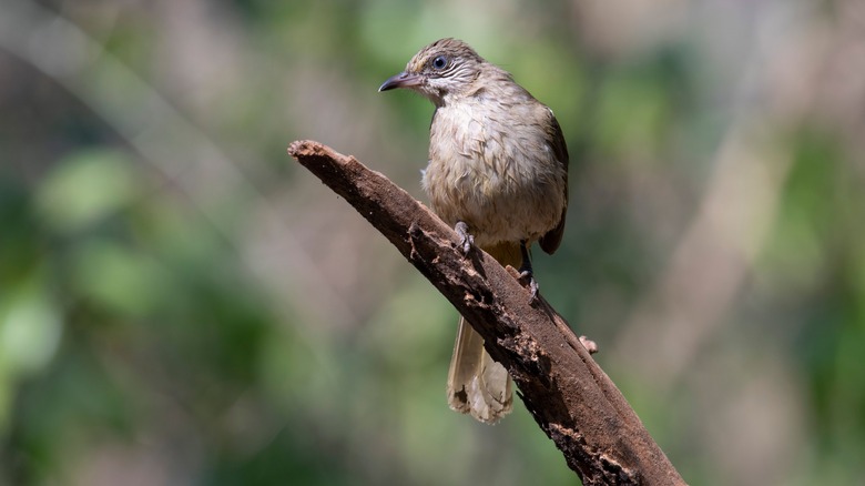 A bird is perched on a branch.