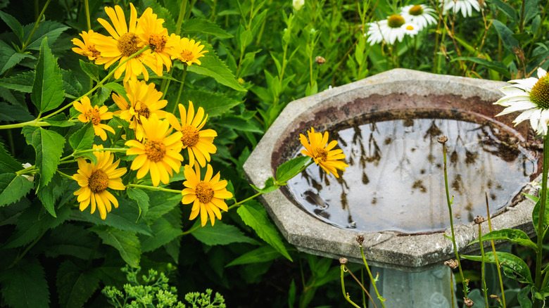 A birdbath sits in the shade next to yellow flowers.