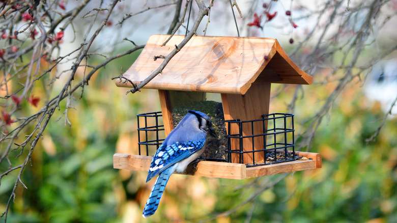 A bluebird is eating from a birdfeeder.