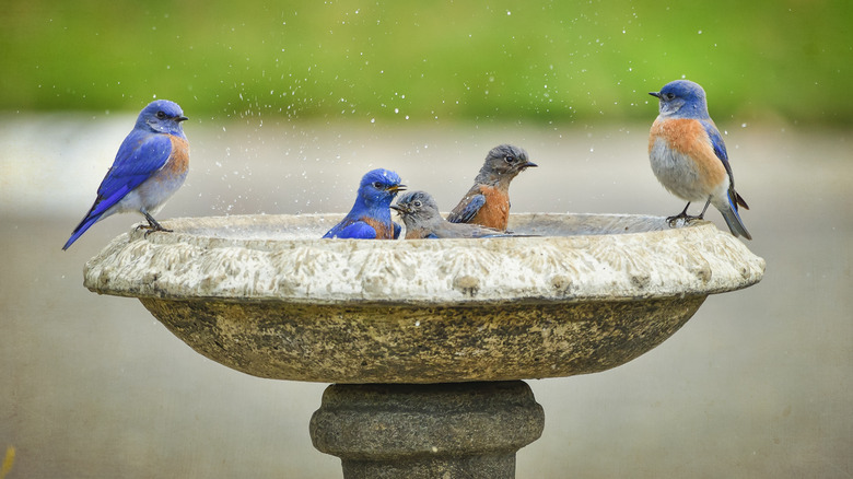 Colorful birds seem to be enjoying a stone birdbath.