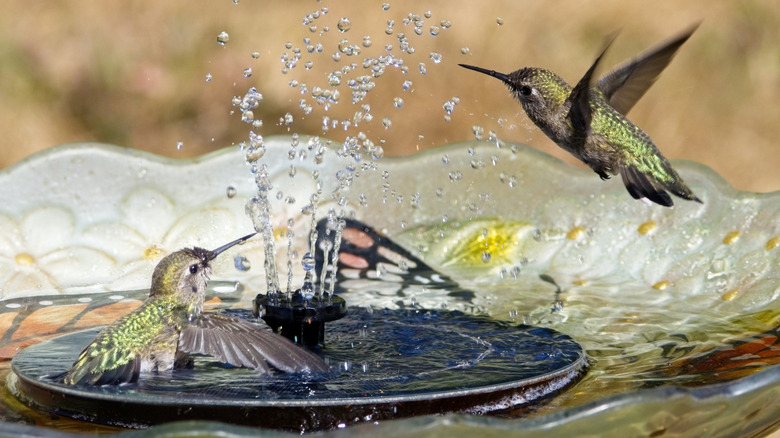 A bird plays in a birdbath with a fountain.