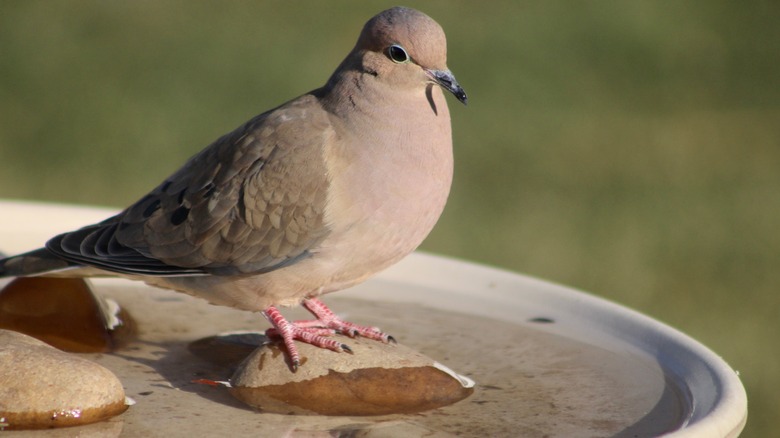 A dove stands on a rock in a birdbath.