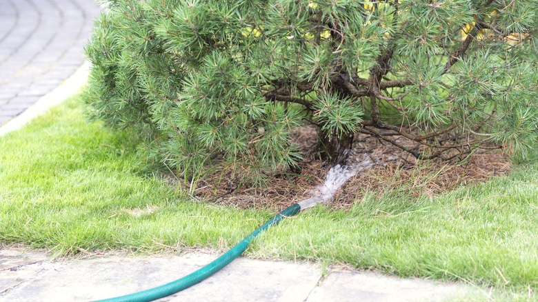 watering pine with garden hose