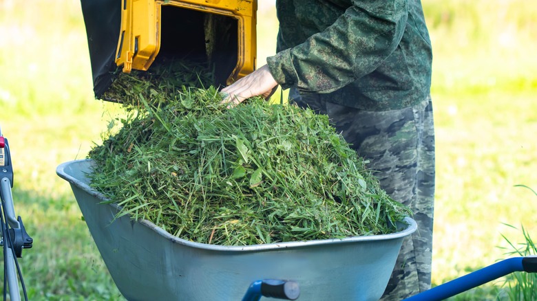 A person emptying grass and weed clippings into a wheel barrow