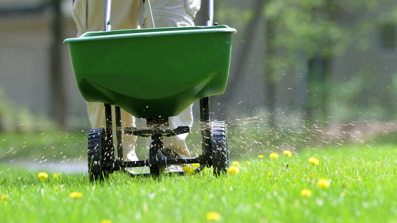 A person applying herbicide granules to lawn with a spreader