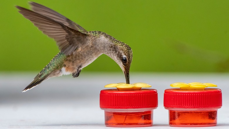 hummingbird feeding from nectar cups 