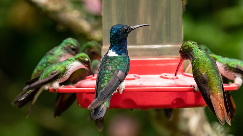 hummingbirds feeding on feeder