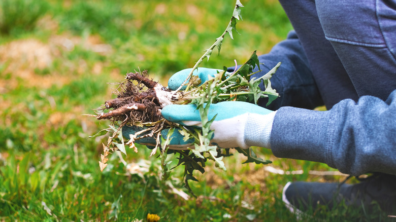 Simple Tips For Keeping Weeds Out Of Your Lawn This Spring