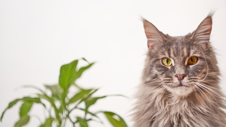 A cat sits in front of a houseplant