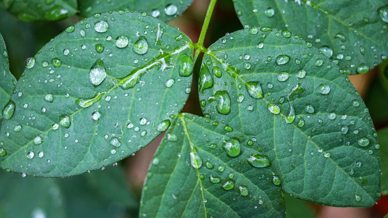 Leaves with droplets of water