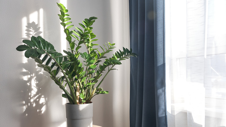 A ZZ plant sits by a window