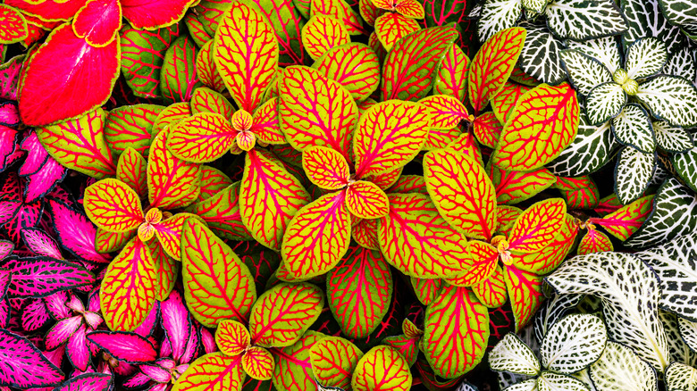 Colorful assortment of nerve plants