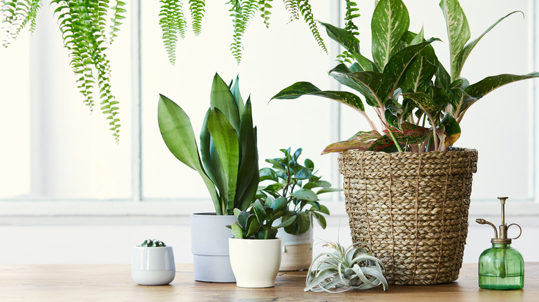 Houseplants in different pots