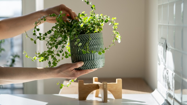 one houseplant on a shelf