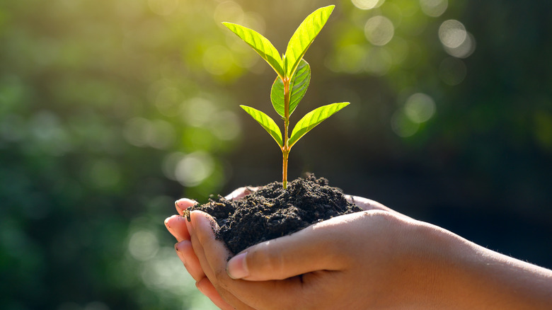 A plant and its soil held in a hand