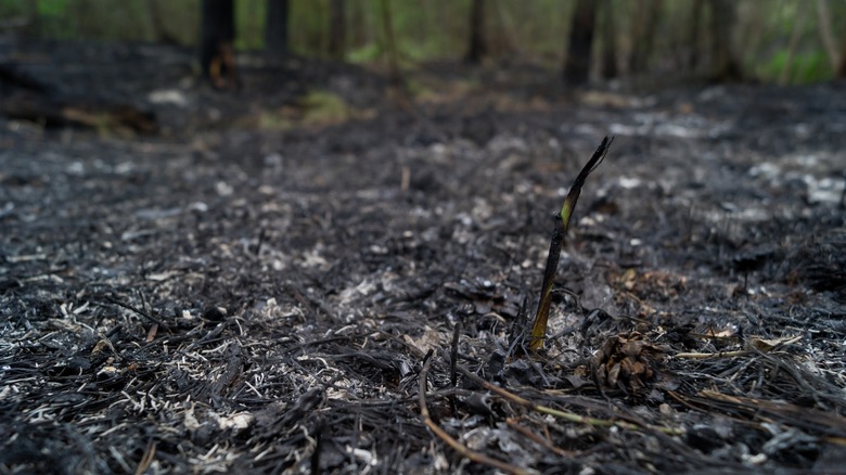 Damaged soil from fire 