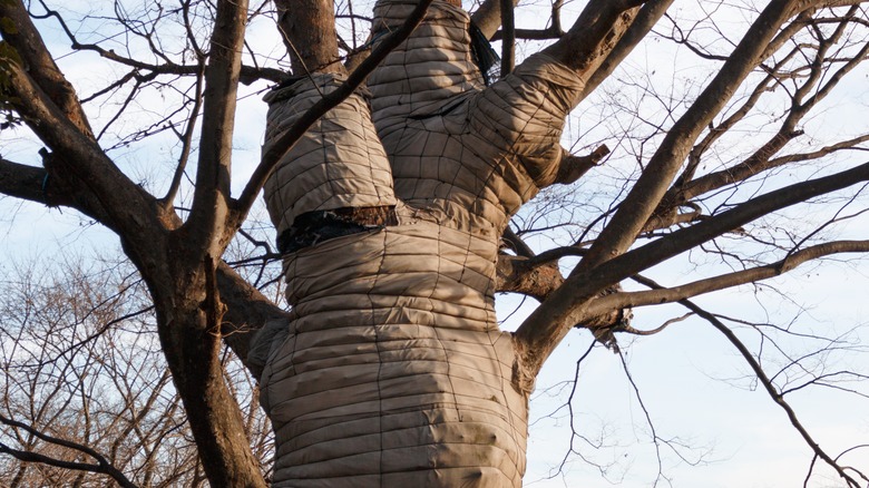 Tree wrapped in protective cloth 