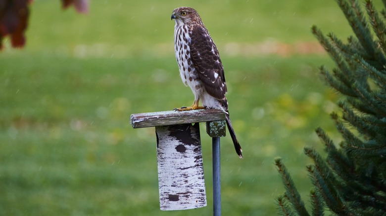 juvenile hawk on a perch