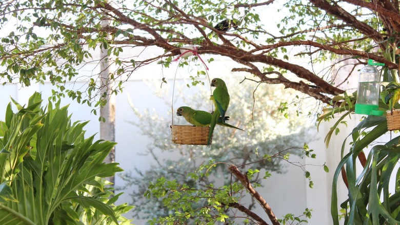 birds on a feeder under tree