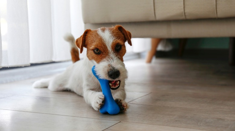 Wire-haired Jack Russell terrier chewing blue rubber bone on hardwood floor