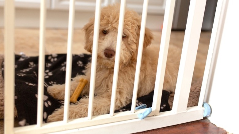 Goldendoodle lying on dog mat with chew behind a dog gate