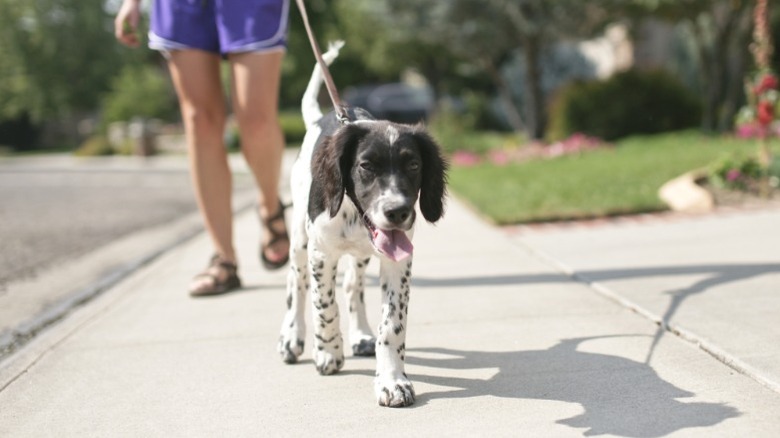 Woman walking her dog on paved sidewalk on sunny day