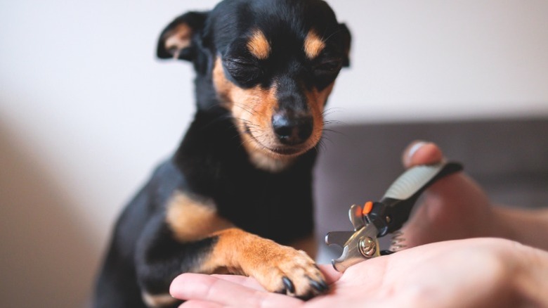 Person holding Mini Pinscher's paw while clipping their nails