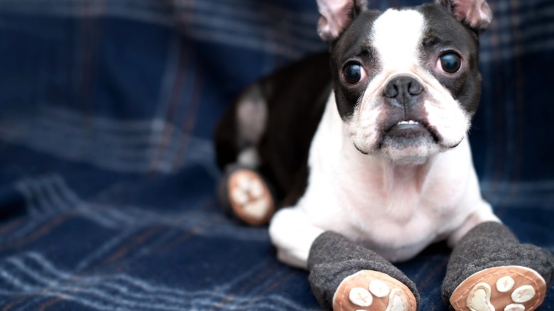 Boston Terrier in booties on flannel blanket