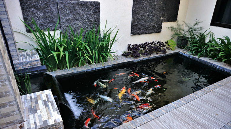 minimalist koi pond in a backyard
