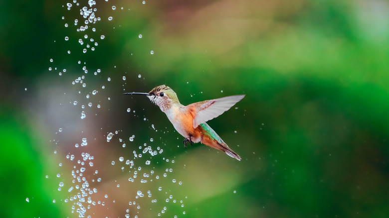 hummingbird near water fountain