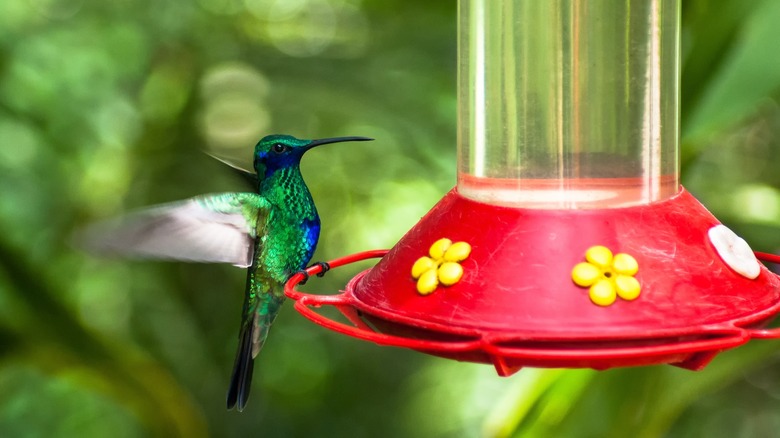 hummingbird on feeder