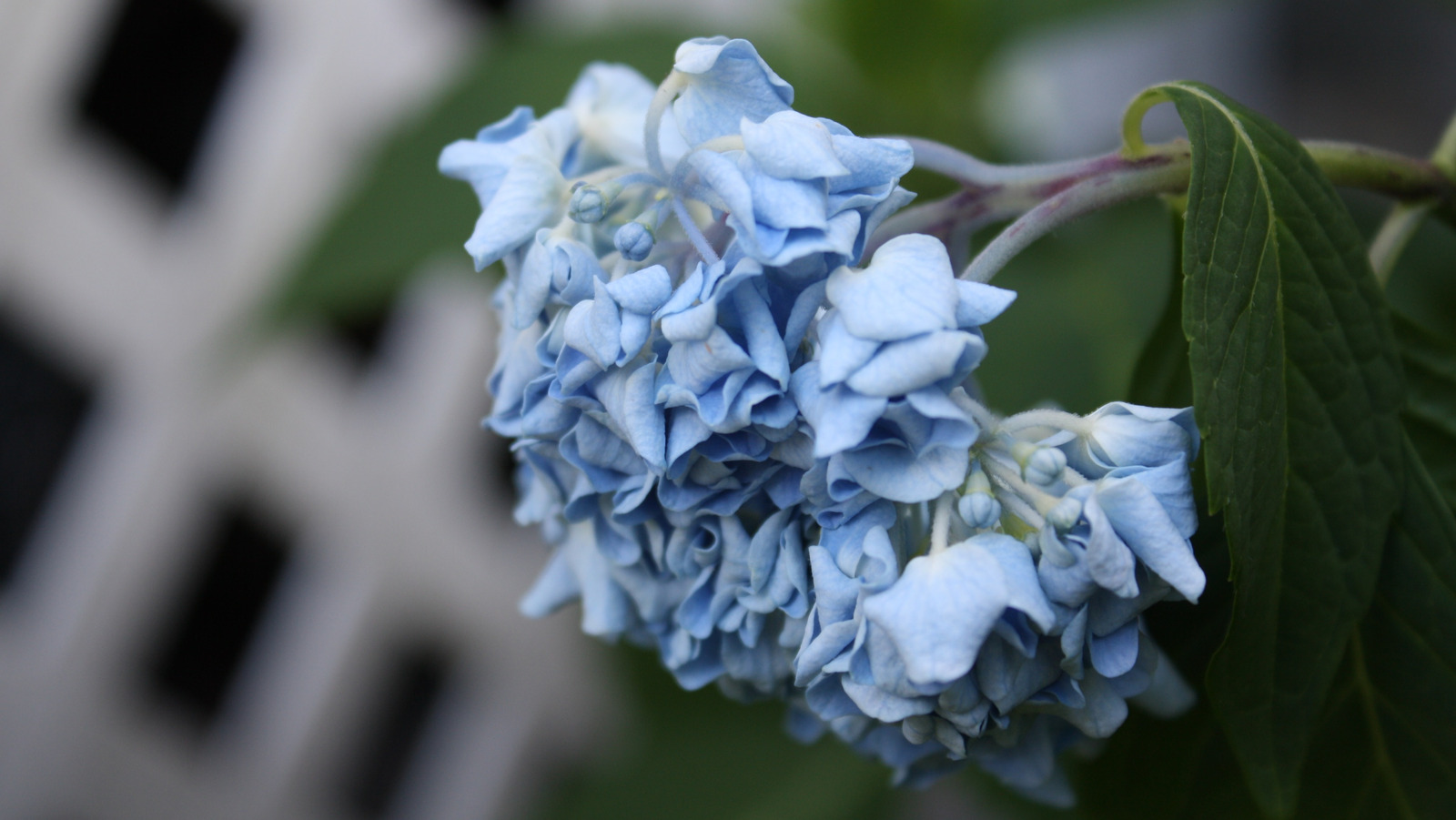 Simple Tricks That Will Make Any Drooping Hydrangea Thrive Again