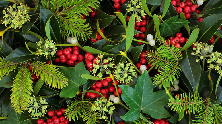 Holly, ivy, and mistletoe in display